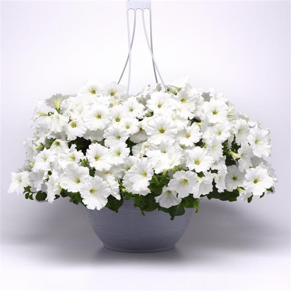 Petunia, Easy Wave White