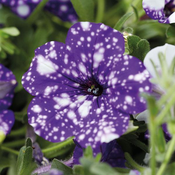 Petunia, Headliner Night Sky
