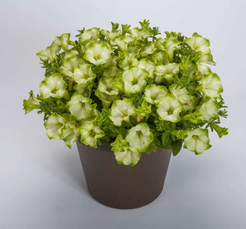 Petunia, Ray Pistachio Cream