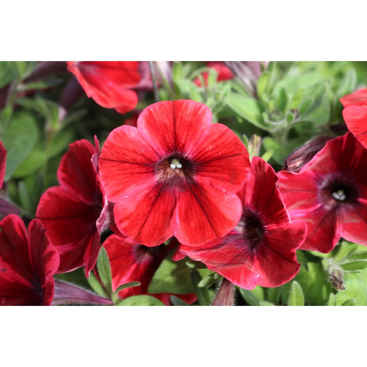 Petunia, Sweetunia Fiona Flash