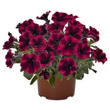 Petunia, Sweetunia Suzie Storm