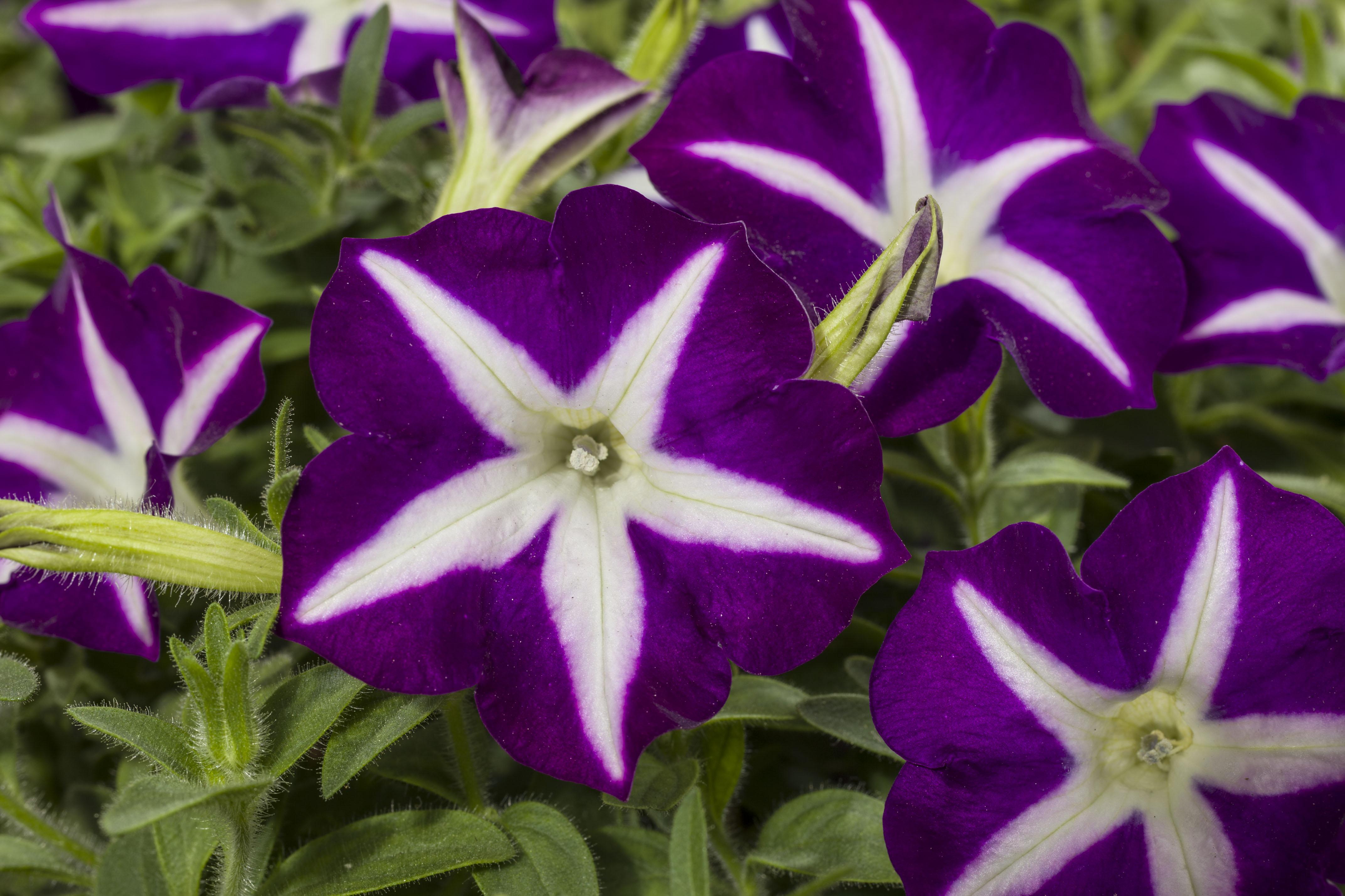 Petunia, Blanket Blue Star