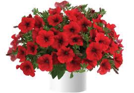 Petunia, Cascadias Chili Red