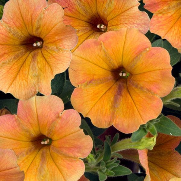 Petunia, Cascadias Indian Summer