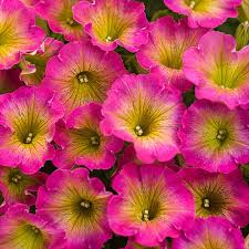 Petunia, Charms Daybreak