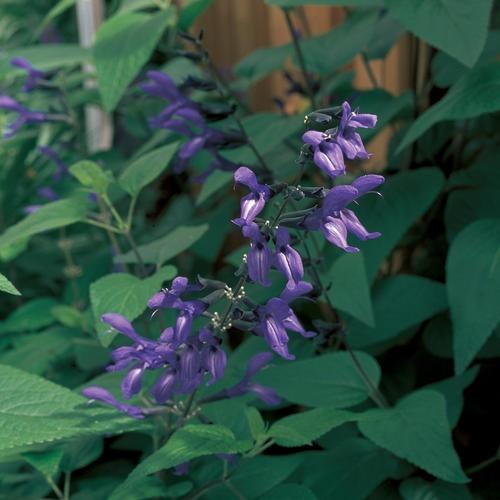Salvia, Black & Blue