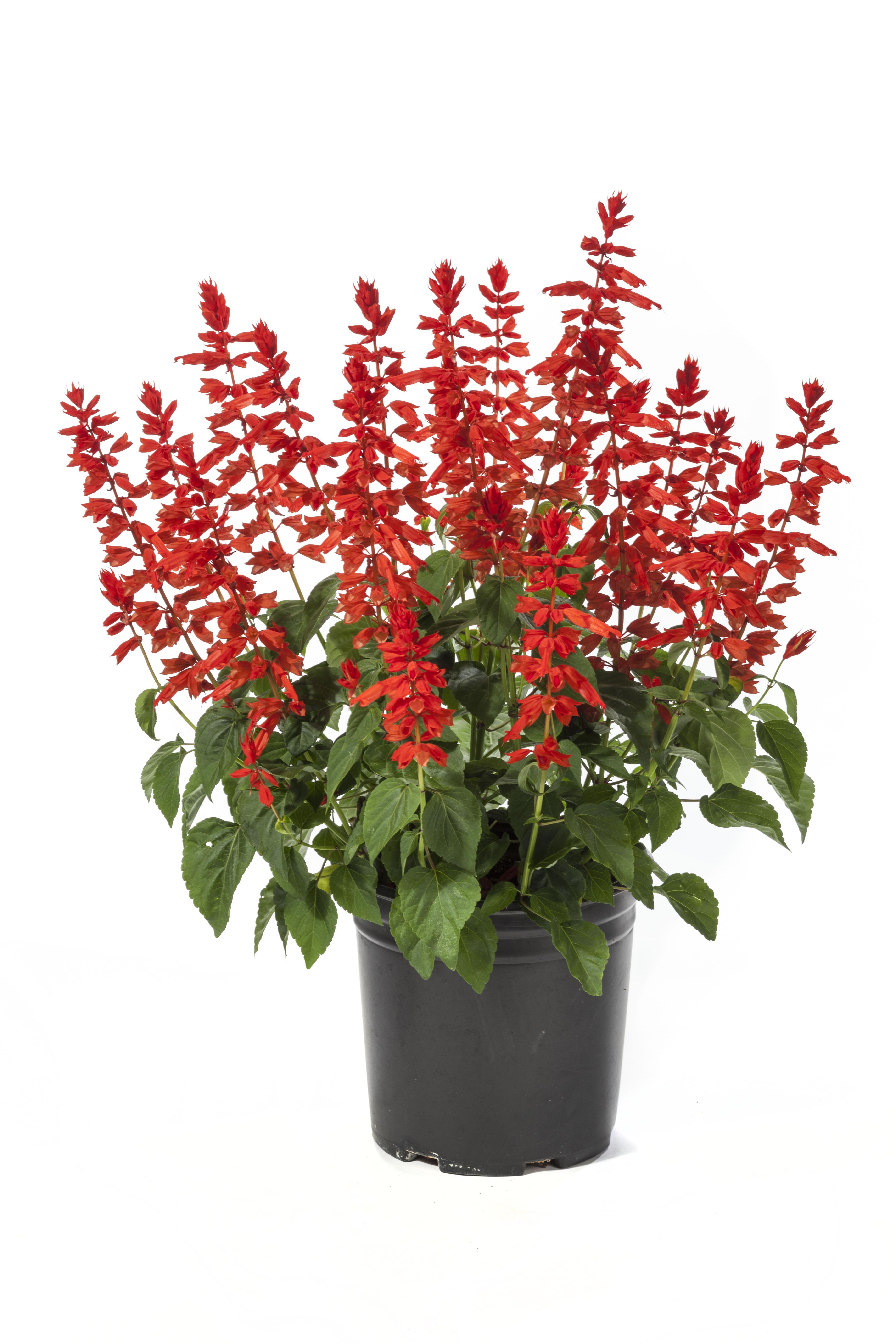 Salvia, Grandstand Red