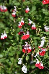 Salvia, Hot Lips