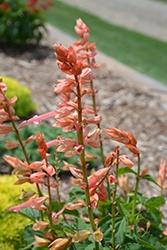 Salvia, Splendens Saucy Coral