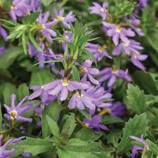 Scaevola, Whirlwind Blue