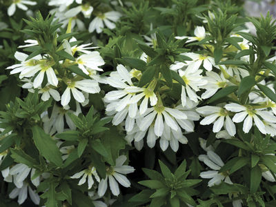 Scaevola, Bombay White 