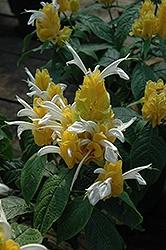Shrimp Plant, Golden