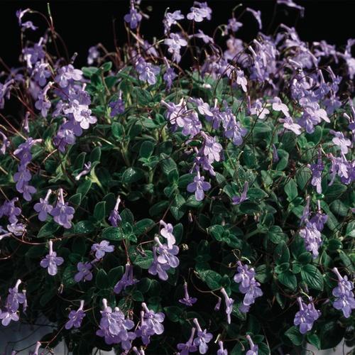 Streptocarpus, Dolphine Violet