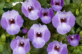 Torenia, Blue Moon