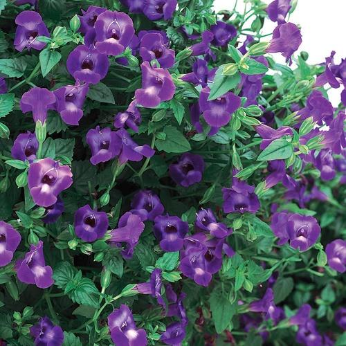 Torenia, Summer Wave Large Violet