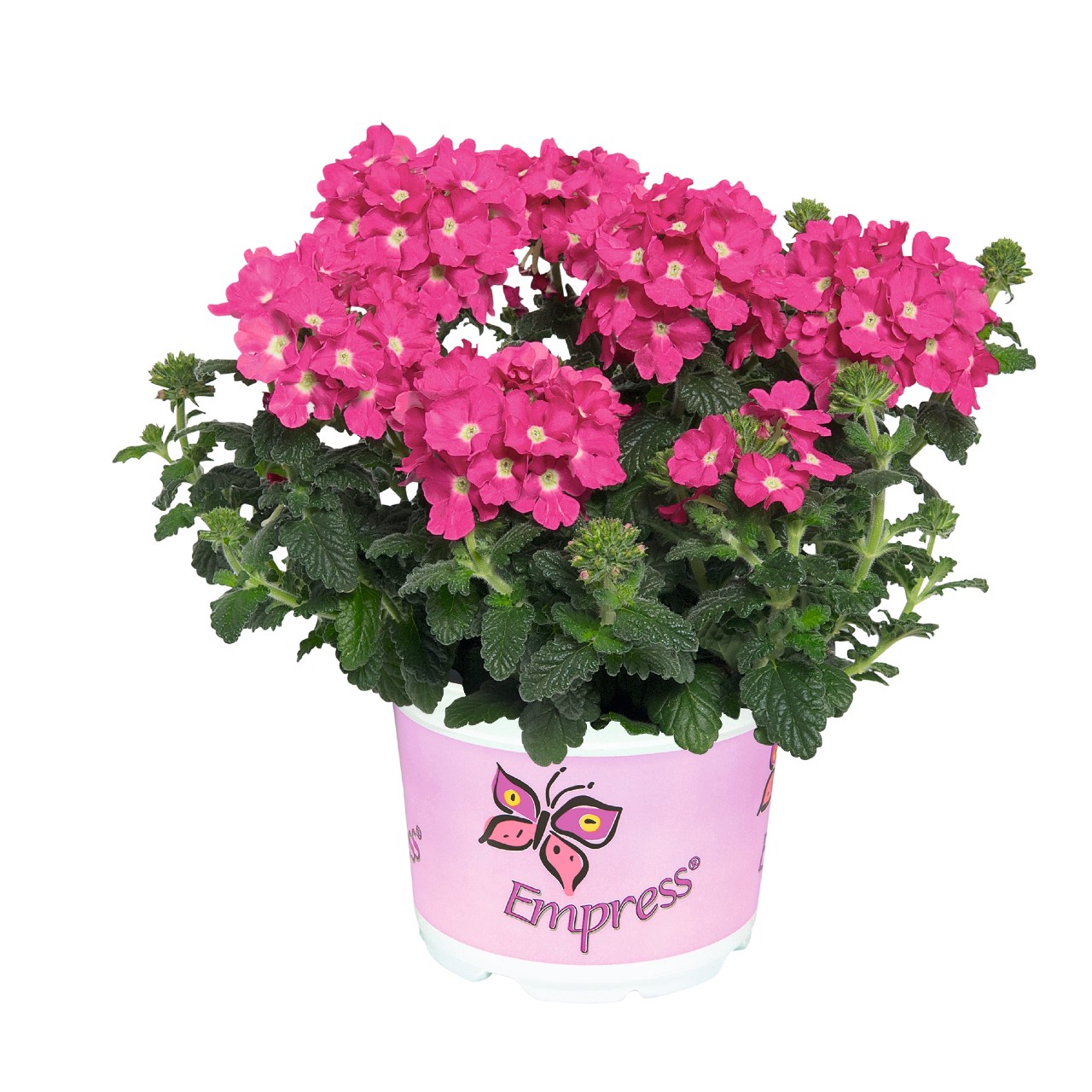 Verbena, Empress Flair Pink Charme
