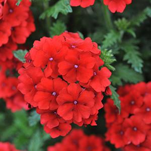 Verbena, Empress Flair Red