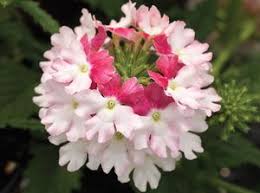 Verbena, Lanai Twister Pink