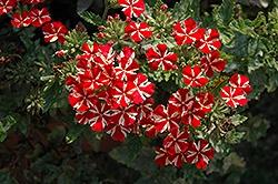 Verbena, Voodoo Red Star