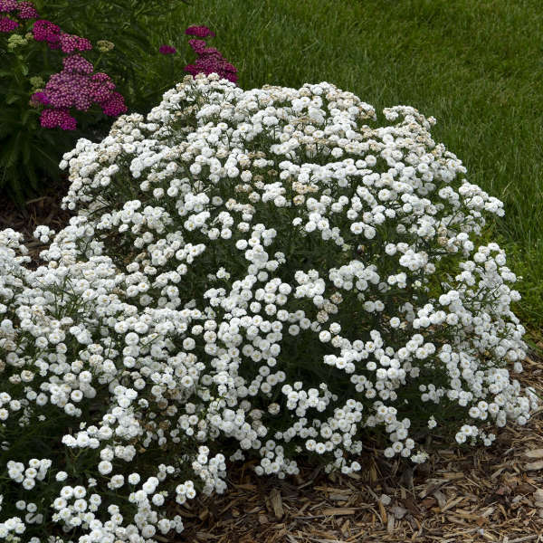 Achillea (Yarrow), Peter Cottontail