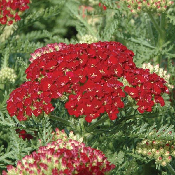 Achillea (Yarrow), Tutti Frutti Pomegranate