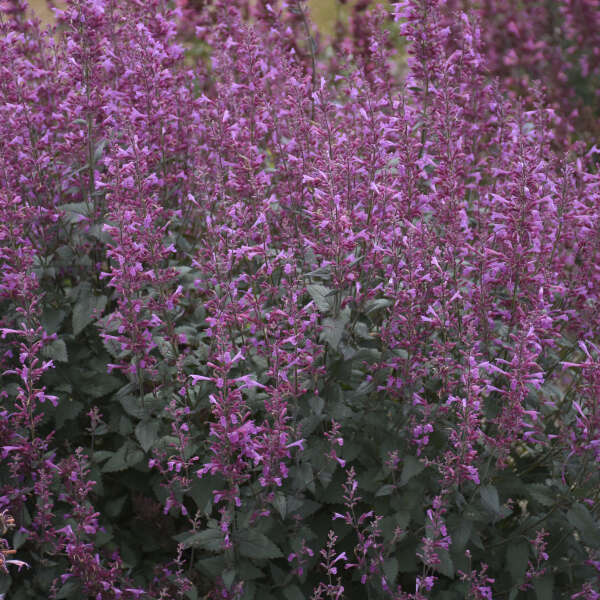 Agastache, Royal Raspberry