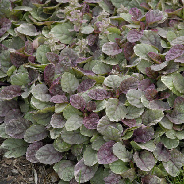 Ajuga, Burgundy Glow
