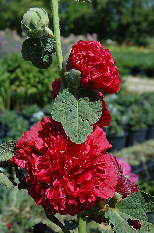 Alcea (Holly Hock), Chater's Double Red