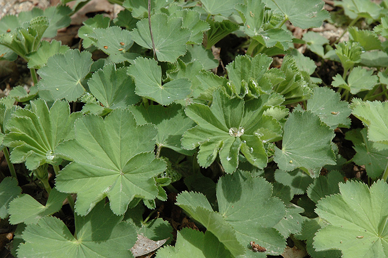 Alchemilla (Lady's Mantle), Auslese