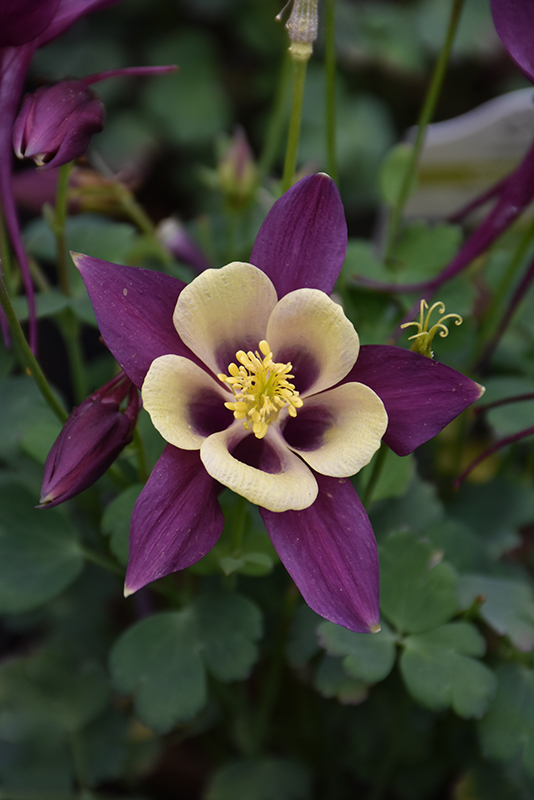 Aquilegia (Columbine), Early Bird Purple & Yellow