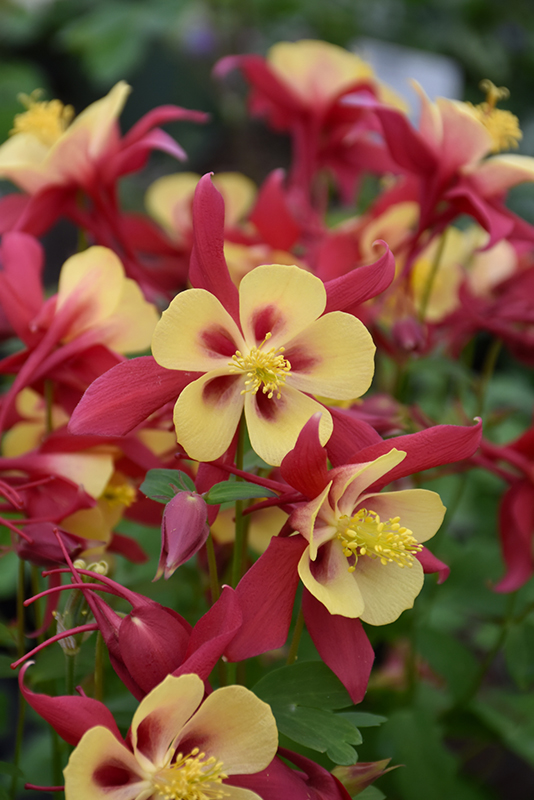 Aquilegia (Columbine), Early Bird Red & Yellow