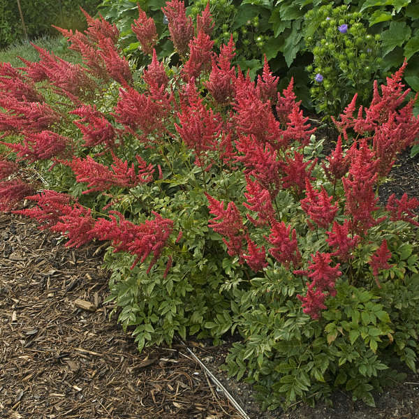 Astilbe, August Light