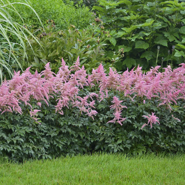 Astilbe, Bressingham Beauty