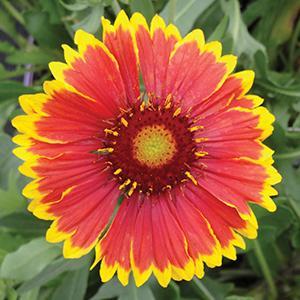 Gaillardia, Dazzler
