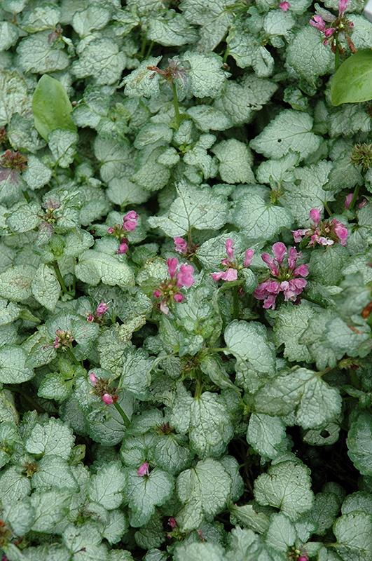 Lamium, Beacon Silver