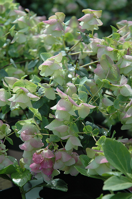 Origanium, Kent Beauty