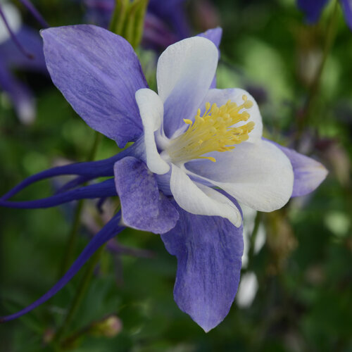 Aquilegia (Columbine), Early Bird Blue & White