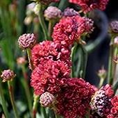 Armeria, Ballerina Red