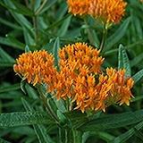 Asclepias (Butterfly Weed), Tuberosa