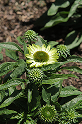 Echinacea (Coneflower), Prima Lime