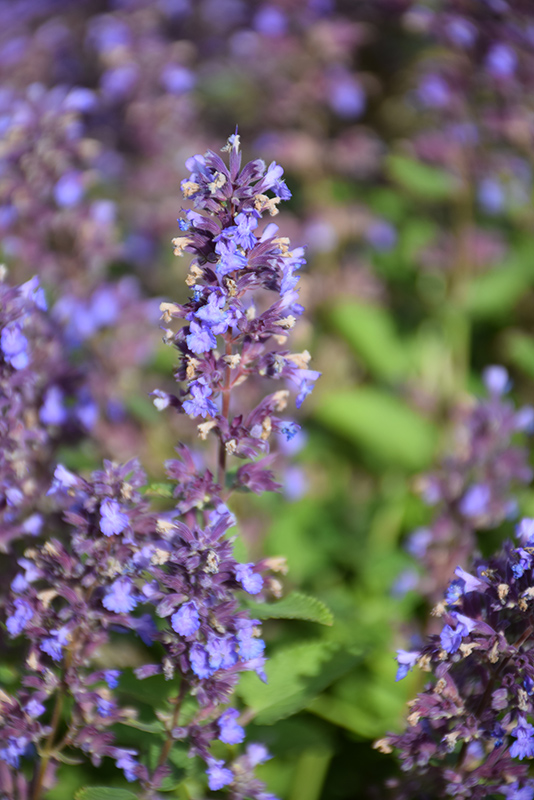 Nepeta (Catmint), Whispurr Blue