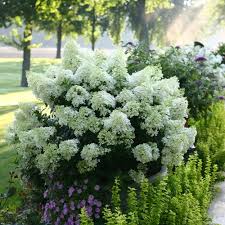 Hydrangea, Bobo