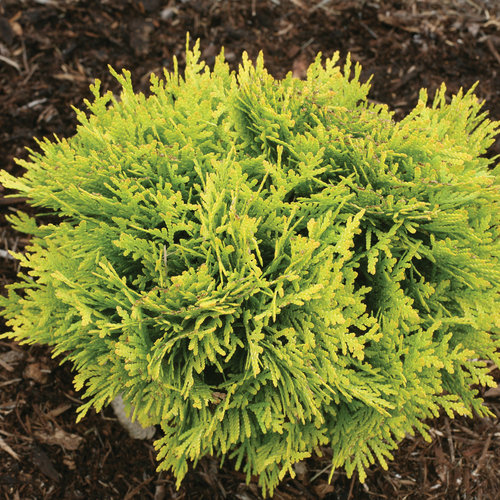 Thuja, Anna's Magic Ball