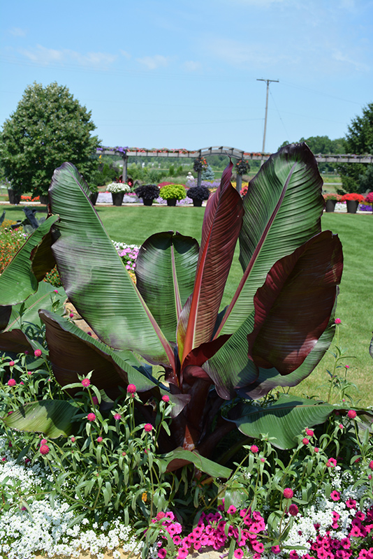 Banana Tree, Red Ensete