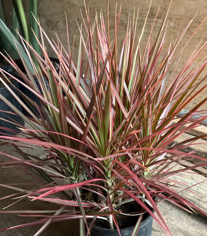 Dracaena Colorama