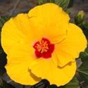 Hibiscus Bush, Lilikoi Yellow