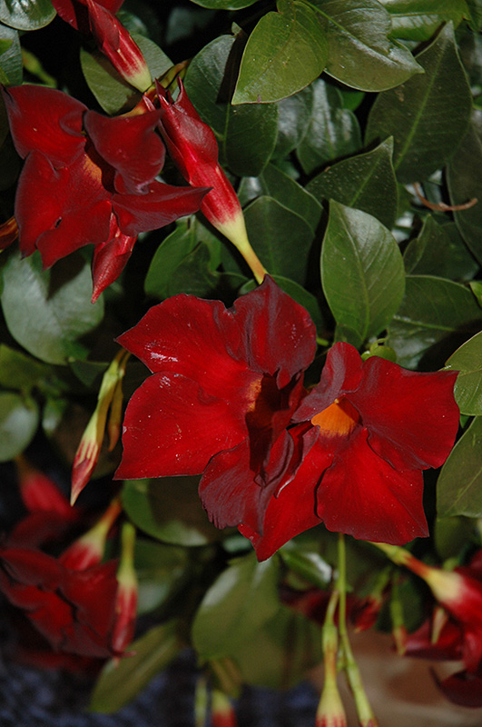Mandevilla, Sun Parasol Crimson