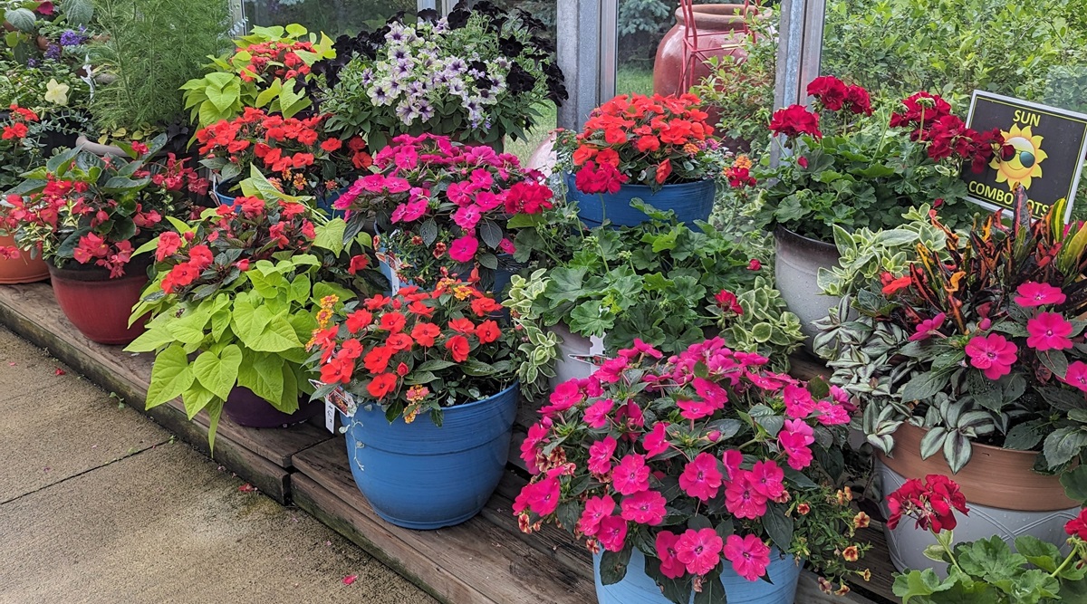 Where Inspiration Blooms